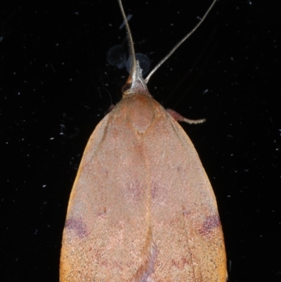 Tortricopsis uncinella (A concealer moth) at Ainslie, ACT - 13 Nov 2020 by jb2602