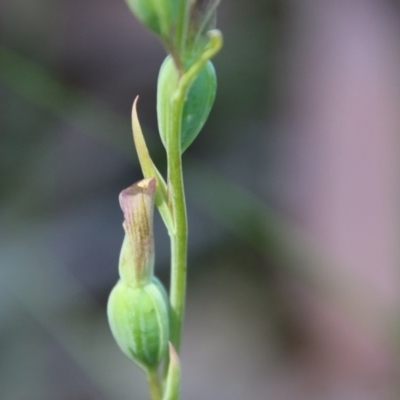 Calochilus sp. (A Beard Orchid) at Moruya, NSW - 14 Nov 2020 by LisaH