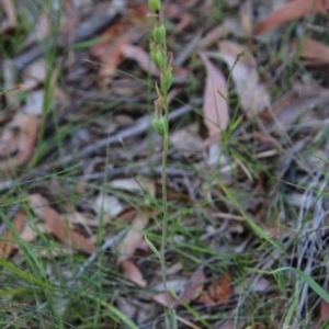 Calochilus sp. at Moruya, NSW - 14 Nov 2020