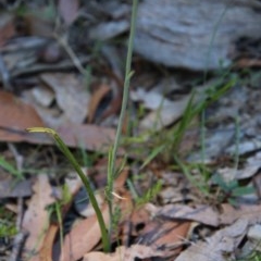Calochilus sp. at Moruya, NSW - 14 Nov 2020