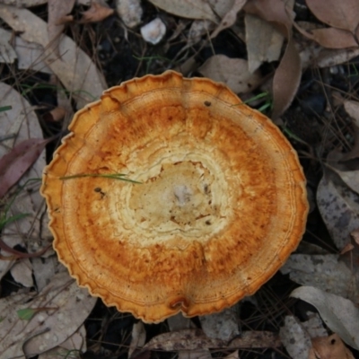 Unidentified Fungus at Moruya, NSW - 14 Nov 2020 by LisaH