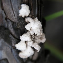Schizophyllum commune (Split Gill Fungus) at Moruya, NSW - 14 Nov 2020 by LisaH