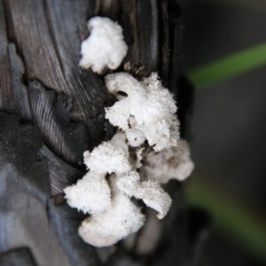 Schizophyllum commune at Moruya, NSW - suppressed