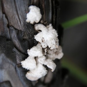 Schizophyllum commune at Moruya, NSW - 14 Nov 2020