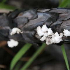 Schizophyllum commune at Moruya, NSW - suppressed