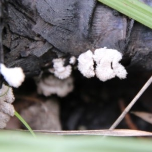 Schizophyllum commune at Moruya, NSW - suppressed