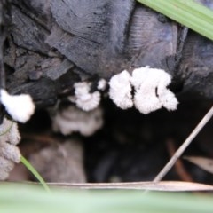 Schizophyllum commune at Moruya, NSW - 14 Nov 2020
