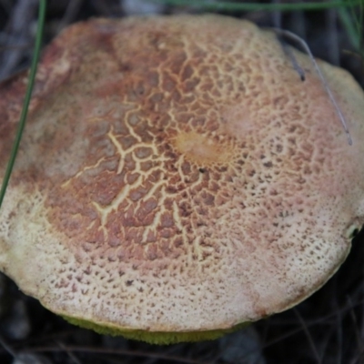 Boletales at Broulee Moruya Nature Observation Area - 14 Nov 2020 by LisaH