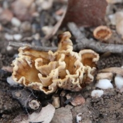 Podoscypha petalodes at Moruya, NSW - 14 Nov 2020 by LisaH