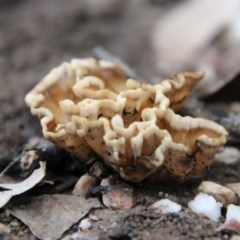 Podoscypha petalodes at Moruya, NSW - 14 Nov 2020