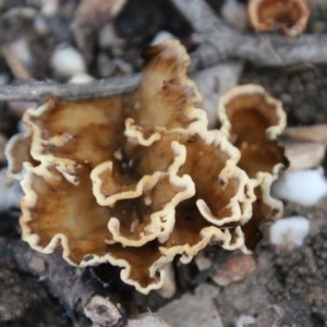 Podoscypha petalodes at Moruya, NSW - suppressed