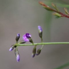 Glycine clandestina (Twining Glycine) at Broulee Moruya Nature Observation Area - 14 Nov 2020 by LisaH