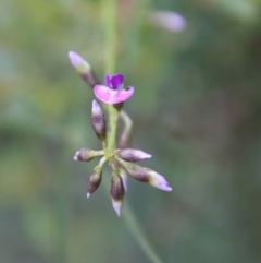 Glycine clandestina at Moruya, NSW - 14 Nov 2020