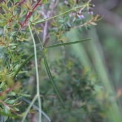 Glycine clandestina at Moruya, NSW - 14 Nov 2020