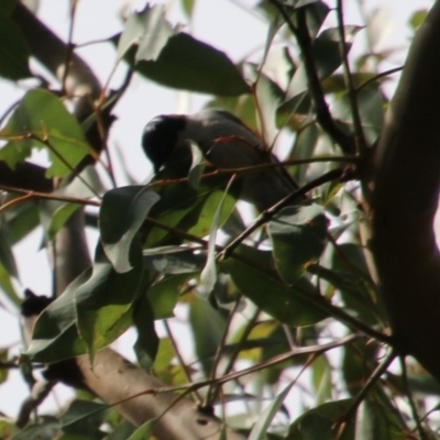 Melithreptus lunatus (White-naped Honeyeater) at Broulee Moruya Nature Observation Area - 14 Nov 2020 by LisaH