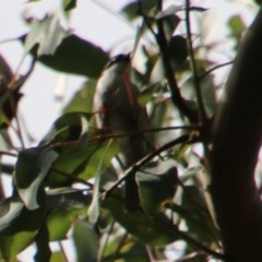 Melithreptus lunatus at Moruya, NSW - 14 Nov 2020