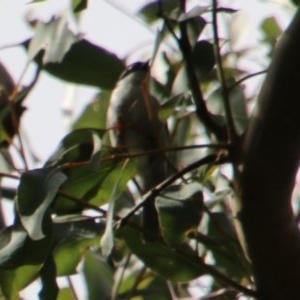 Melithreptus lunatus at Moruya, NSW - suppressed