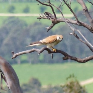 Falco cenchroides at Black Range, NSW - 14 Nov 2020 02:46 PM