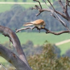 Falco cenchroides at Black Range, NSW - 14 Nov 2020 02:46 PM