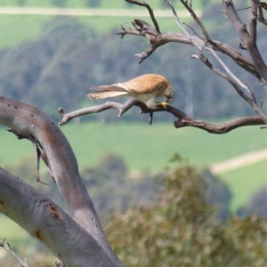 Falco cenchroides at Black Range, NSW - 14 Nov 2020