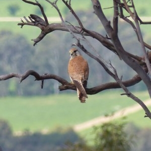 Falco cenchroides at Black Range, NSW - 14 Nov 2020