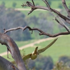 Falco cenchroides at Black Range, NSW - 14 Nov 2020