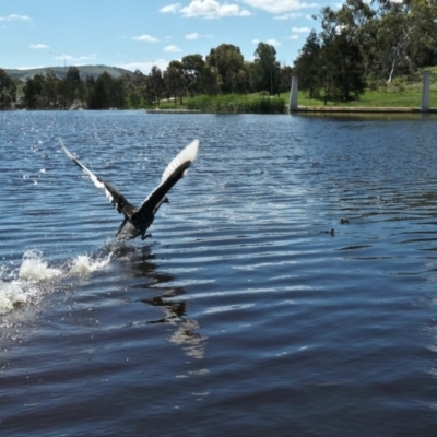 Cygnus atratus (Black Swan) at Forde, ACT - 14 Nov 2020 by TrishGungahlin