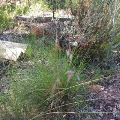 Rytidosperma pallidum (Red-anther Wallaby Grass) at Greenleigh, NSW - 15 Nov 2020 by LyndalT