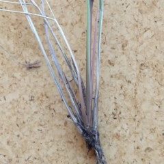 Rytidosperma pallidum at Greenleigh, NSW - 15 Nov 2020