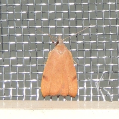Tortricopsis uncinella (A concealer moth) at Pollinator-friendly garden Conder - 11 Nov 2020 by michaelb
