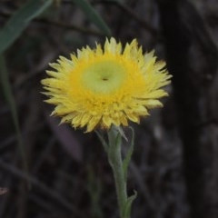 Coronidium scorpioides (Button Everlasting) at Kaleen, ACT - 5 Oct 2020 by MichaelBedingfield