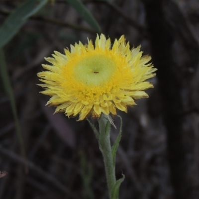 Coronidium scorpioides (Button Everlasting) at Gungaderra Grasslands - 5 Oct 2020 by michaelb