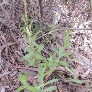 Coronidium scorpioides at Kaleen, ACT - 5 Oct 2020