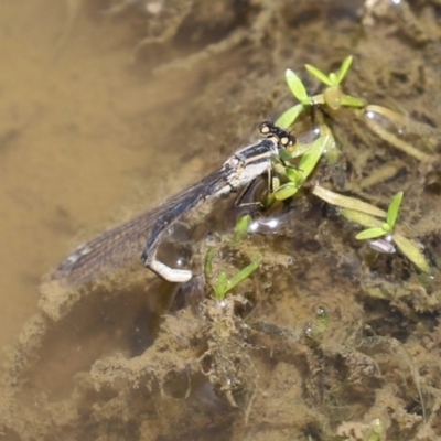 Ischnura heterosticta (Common Bluetail Damselfly) at Jerrabomberra Wetlands - 13 Nov 2020 by RodDeb