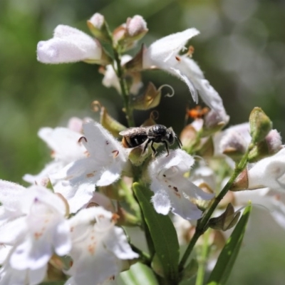 Lipotriches (Austronomia) ferricauda (Halictid bee) at Acton, ACT - 11 Nov 2020 by HelenBoronia
