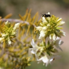 Hylaeus (Gnathoprosopis) amiculinus (Hylaeine colletid bee) at ANBG - 27 Jul 2018 by HelenBoronia