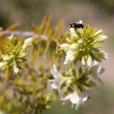 Hylaeus (Gnathoprosopis) amiculinus (Hylaeine colletid bee) at ANBG - 27 Jul 2018 by HelenBoronia