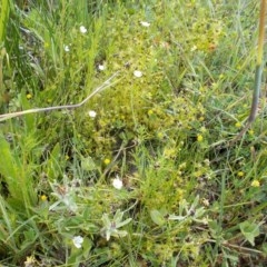 Drosera gunniana (Pale Sundew) at Kowen, ACT - 22 Oct 2020 by jamesjonklaas