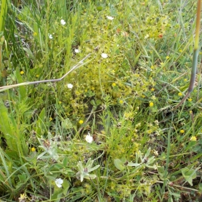 Drosera gunniana (Pale Sundew) at Kowen, ACT - 21 Oct 2020 by jamesjonklaas