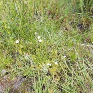 Drosera gunniana at Kowen, ACT - 22 Oct 2020 10:06 AM