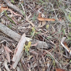 Lomandra filiformis at Majura, ACT - 27 Oct 2020