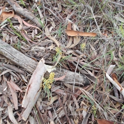 Lomandra filiformis (Wattle Mat-rush) at Mount Ainslie - 27 Oct 2020 by jamesjonklaas