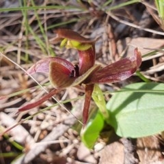 Chiloglottis valida (Large Bird Orchid) at Namadgi National Park - 14 Nov 2020 by shoko