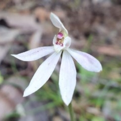 Caladenia carnea (Pink Fingers) at Cotter River, ACT - 15 Nov 2020 by shoko