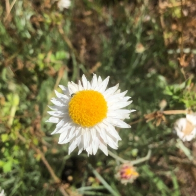 Leucochrysum albicans subsp. tricolor (Hoary Sunray) at Bruce, ACT - 13 Nov 2020 by goyenjudy