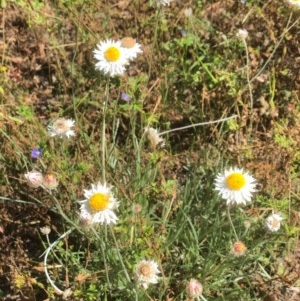 Leucochrysum albicans subsp. tricolor at Bruce, ACT - 13 Nov 2020