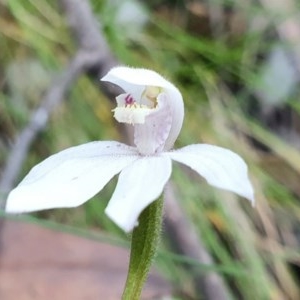 Caladenia alpina at Cotter River, ACT - suppressed