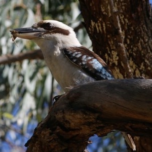 Dacelo novaeguineae at West Wodonga, VIC - 15 Nov 2020 09:30 AM