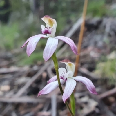 Caladenia moschata (Musky Caps) at Cotter River, ACT - 14 Nov 2020 by shoko