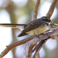 Rhipidura albiscapa (Grey Fantail) at West Wodonga, VIC - 15 Nov 2020 by Kyliegw